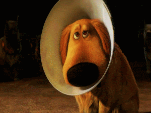Gif de un perro.